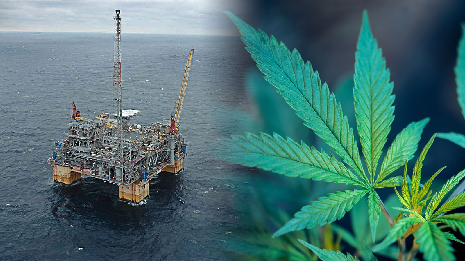 How The Hemp Industry Could Save Louisiana's Oil and Gas Sector